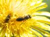 Lasioglossum sp.
